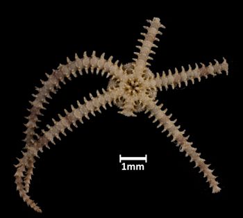 Media type: image; Invertebrate Zoology OPH-3729 Aspect: ventral
